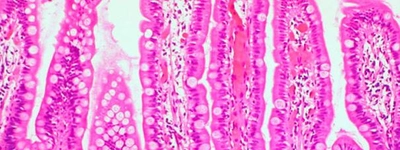 As Melhores Ferramentas Online para Estudar Histologia