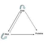 Dogma Central da Biologia no vestibular (Parte 1 - Conceitos