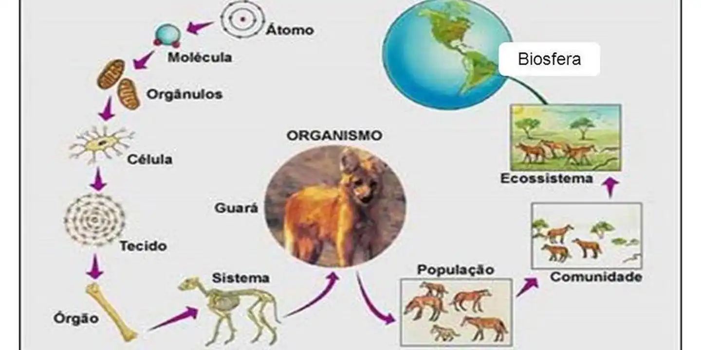 os nÍveis de organizaÇÃo dos seres vivos profes