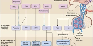 Entenda o papel da Hipófise na Regulação Hormonal