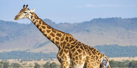 'World's tallest giraffe' at British zoo measures 19ft