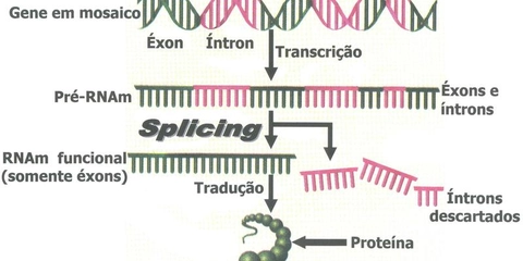 Biologia Molecular - Splicing! #biomol #genética