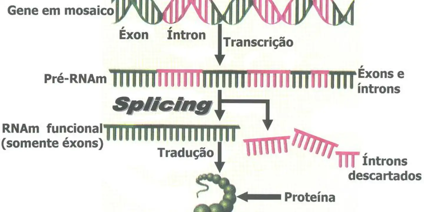 Biologia Molecular Splicing Biomol Genética Profes