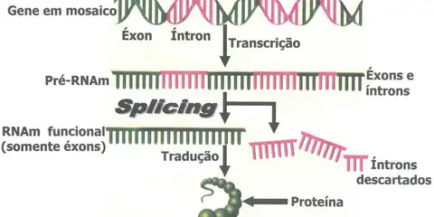 Ajudemm preciso da tradução ​ 