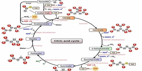 O ciclo do acido cítrico