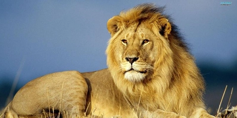 Cecil the Lion x Walter Palmer.