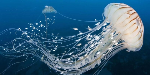 Jelly +Fish = Jellyfish