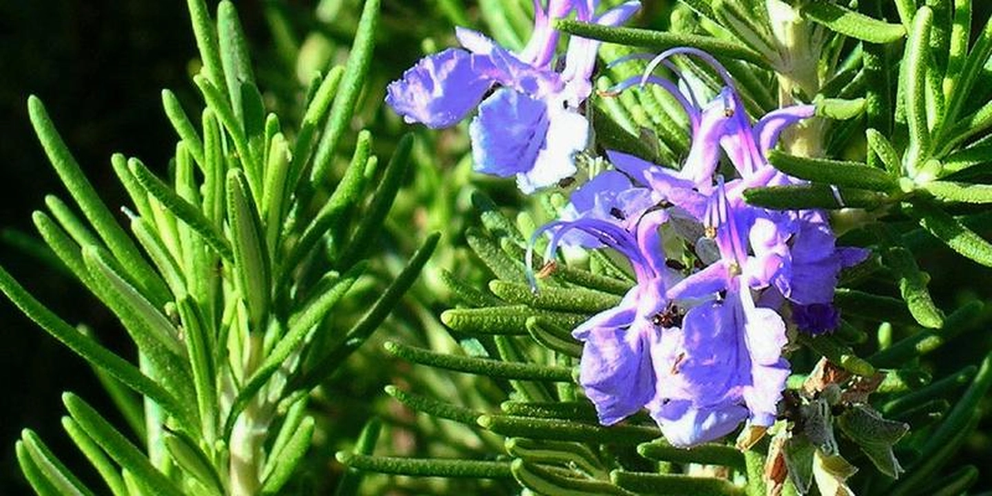 Why should Rosemary  be used much more ?