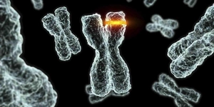 Teoria Metodológica dos Mecanismos Neurobiológicos.