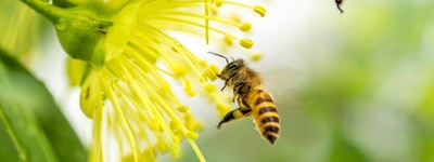 Relações nos Ecossistemas: O Complexo Equilíbrio da Natureza