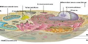 Citologia/ Funções das organelas celulares/ Questões de vest