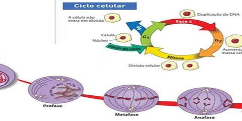 Ciclo celular e fases da divisão celular (Mitose e Meiose)/ 