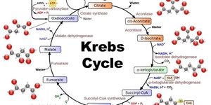 Ciclo de Krebs