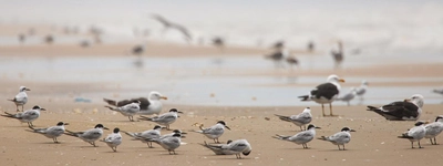 Estudando aves através da Ciência Cidadã