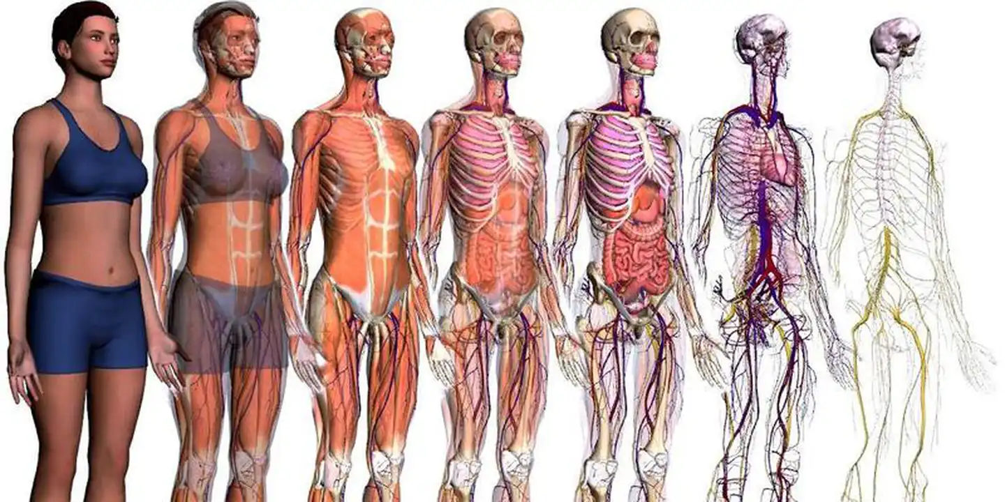 Níveis De Organização Do Corpo Humano Profes