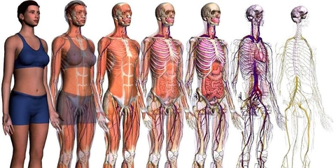 Níveis de organização do corpo humano